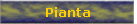 Pianta